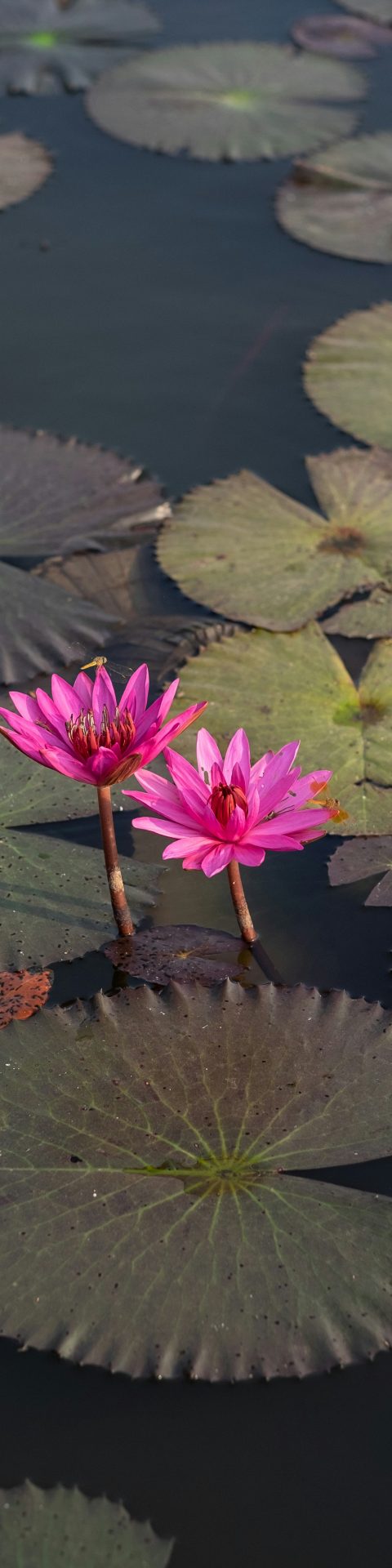 Engagement_menu_stanley-semilla