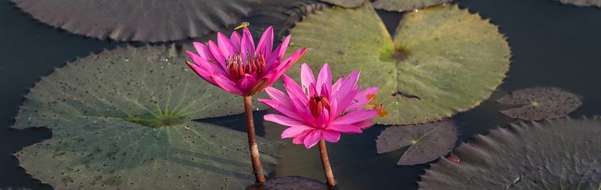 Engagement_menu_stanley-semilla