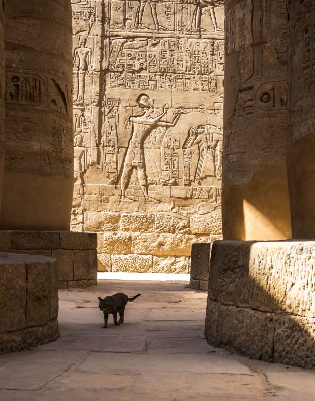 communauté_respect-de-populations_Francisco (1)