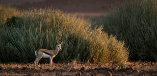 inspirations_safari_