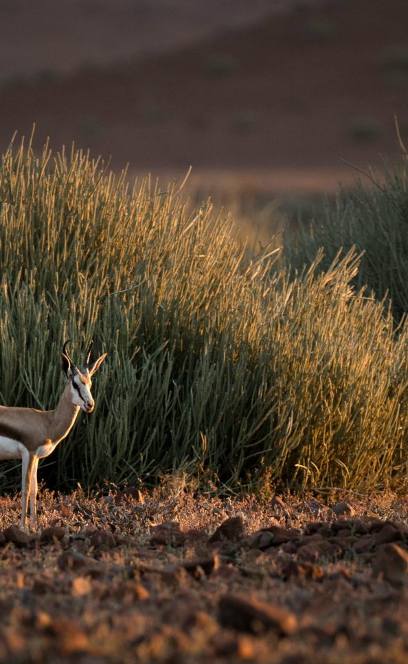 inspirations_safari_