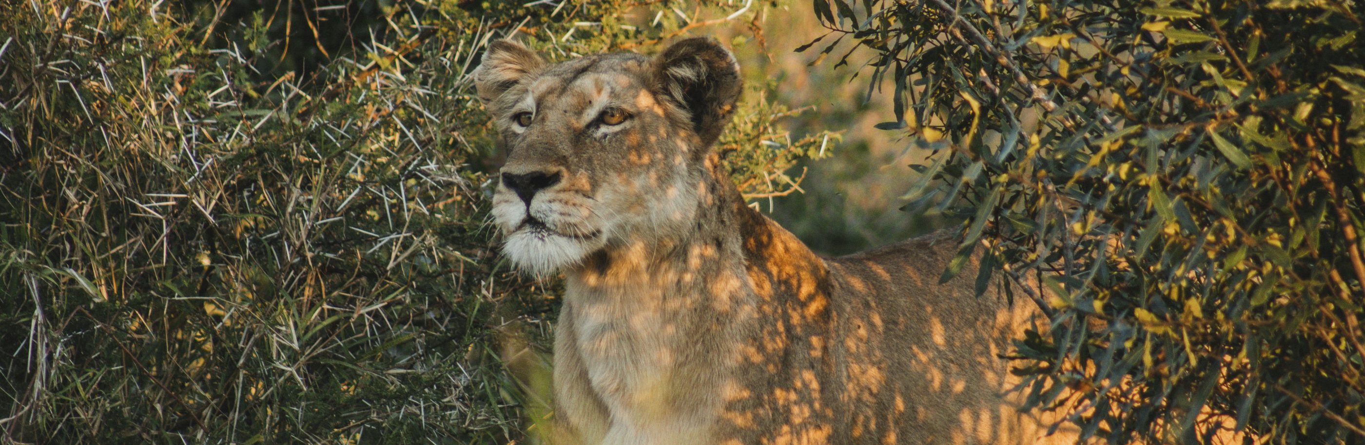 Afrique-du-sud_bandeau_zeke-tucker (1)