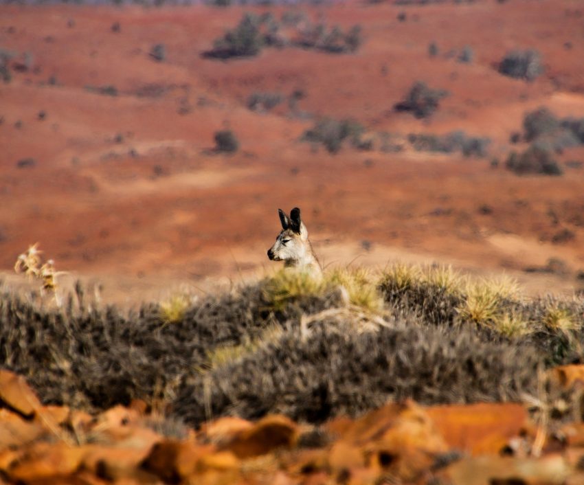 Australie_cover_megan-clark (1)