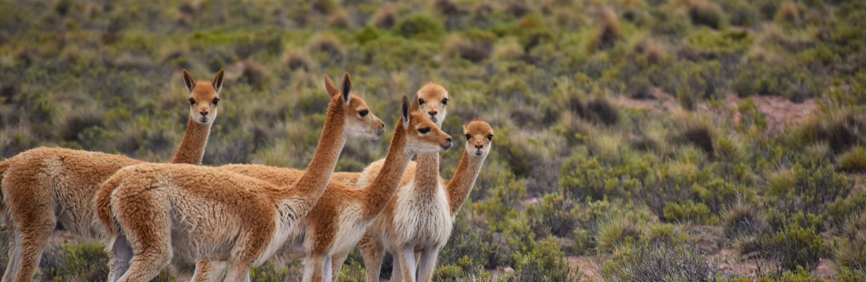 Bolivie_bandeau_matheus-oliveira (1)