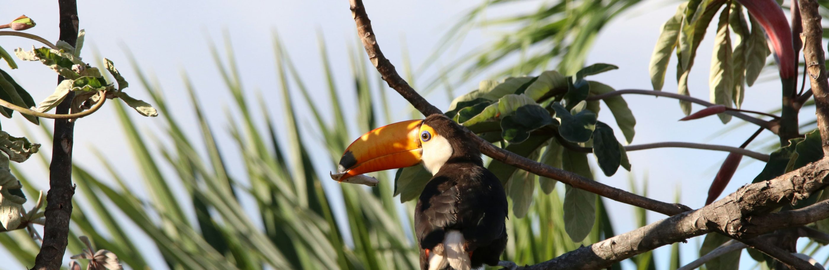 Brésil_bandeau_marcus-dall-col (1)