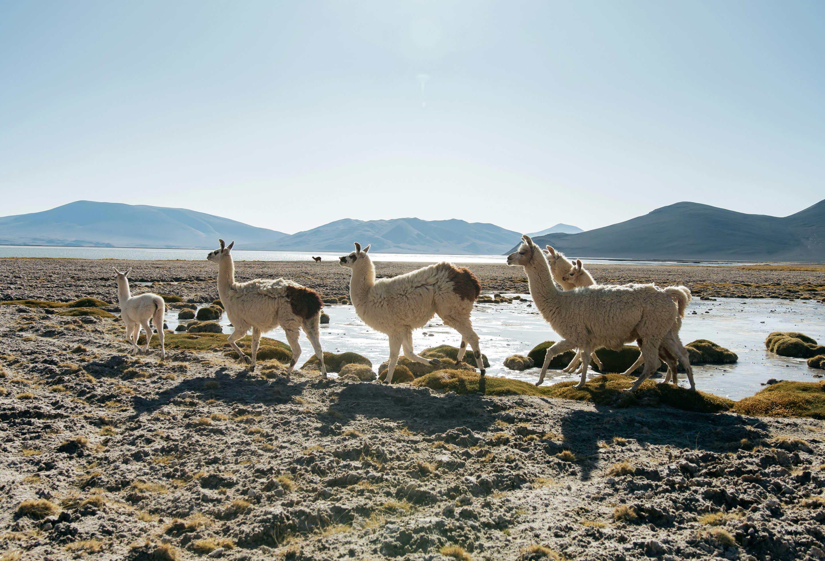 Chili_cover_fellipe-ditadi (1)