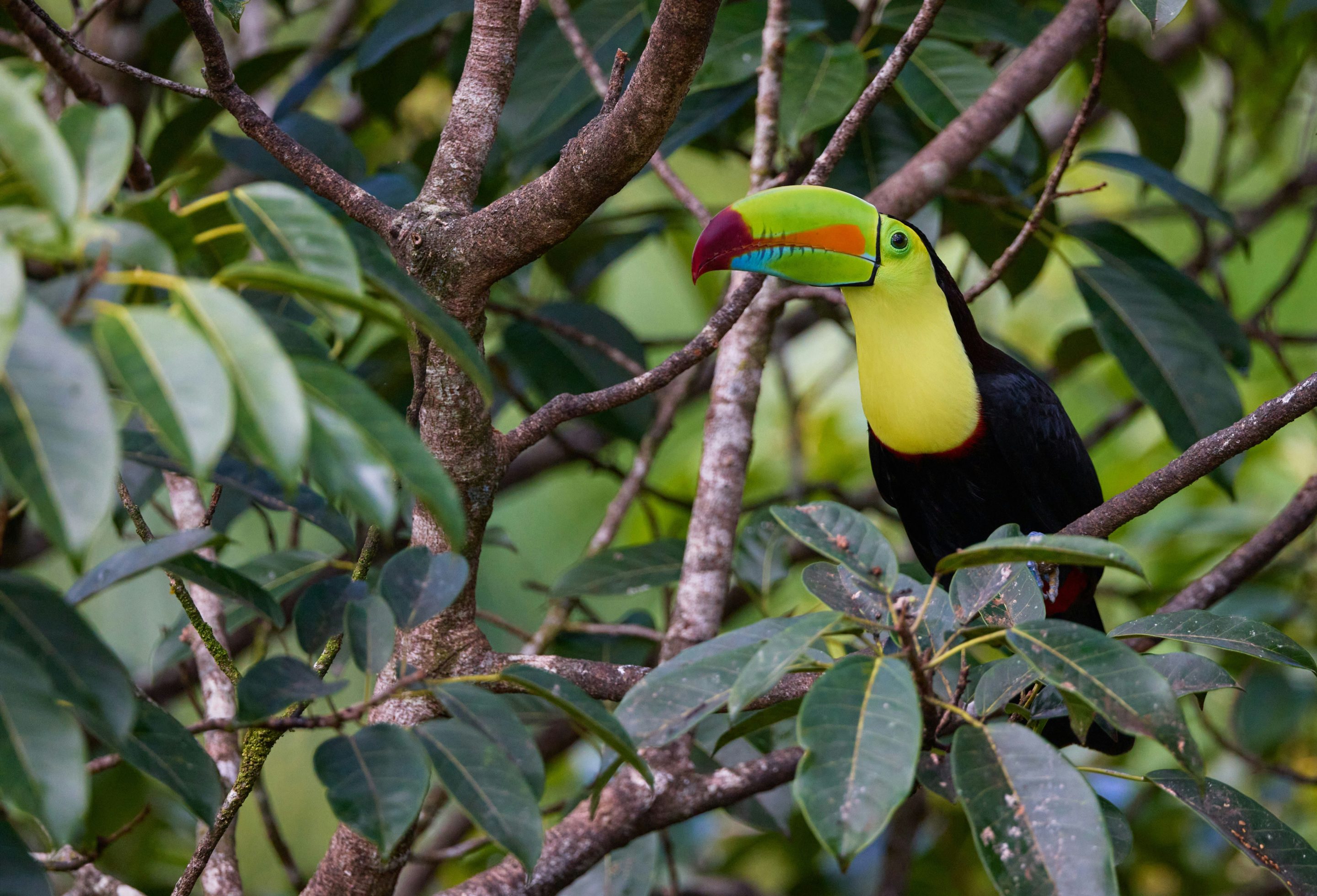 Costa-Rica_cover_zdenek-machacek