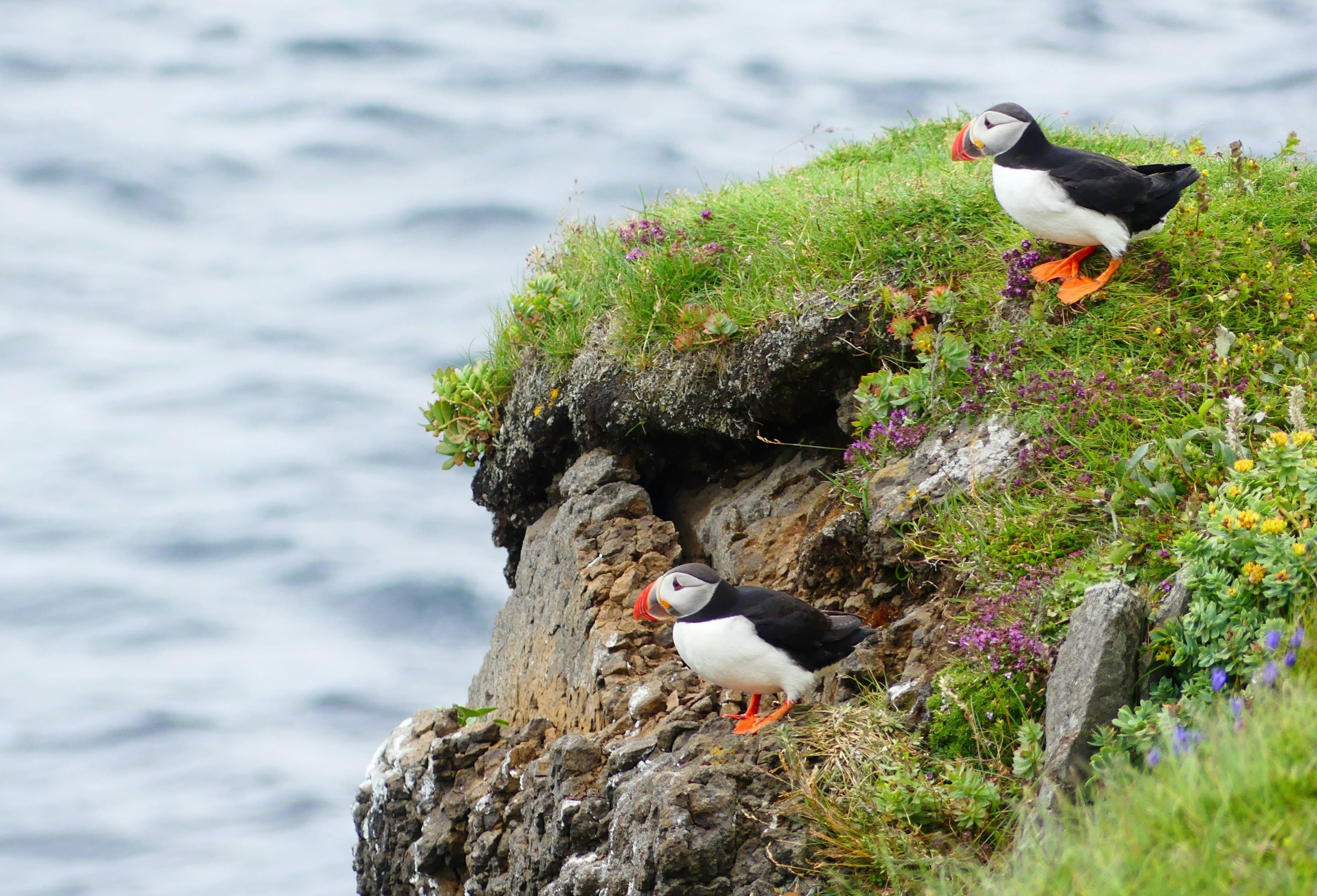 Islande_cover_ella-linder