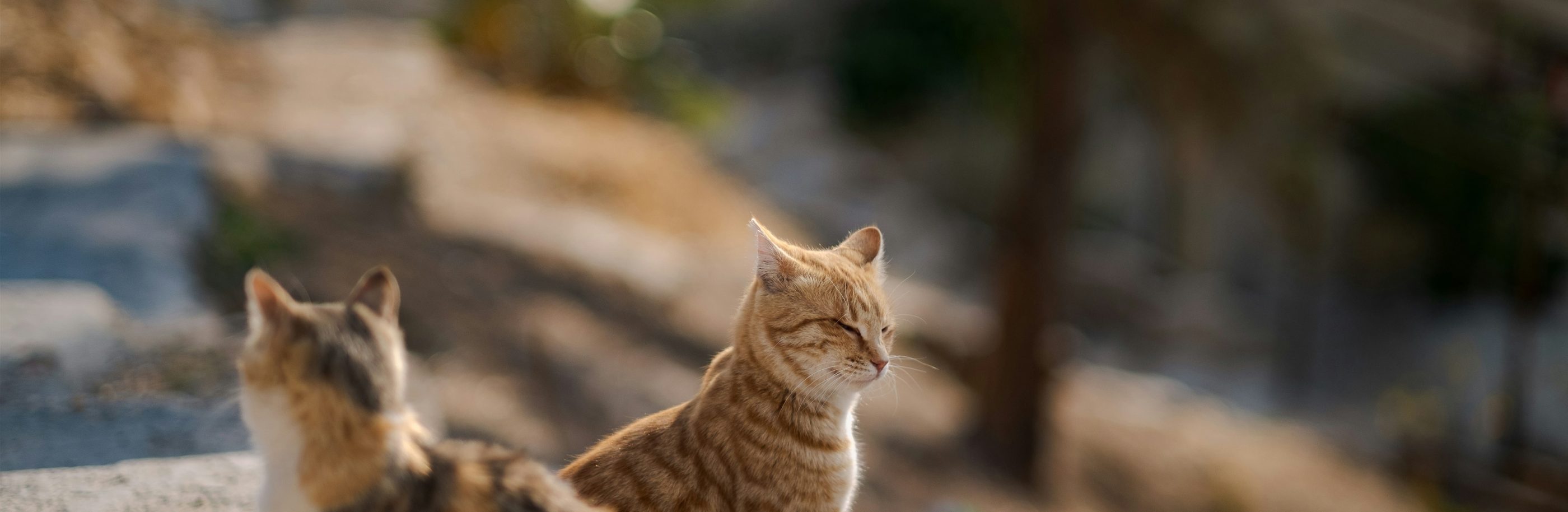 Jordanie_bandeau_levi-meir-clancy (1)