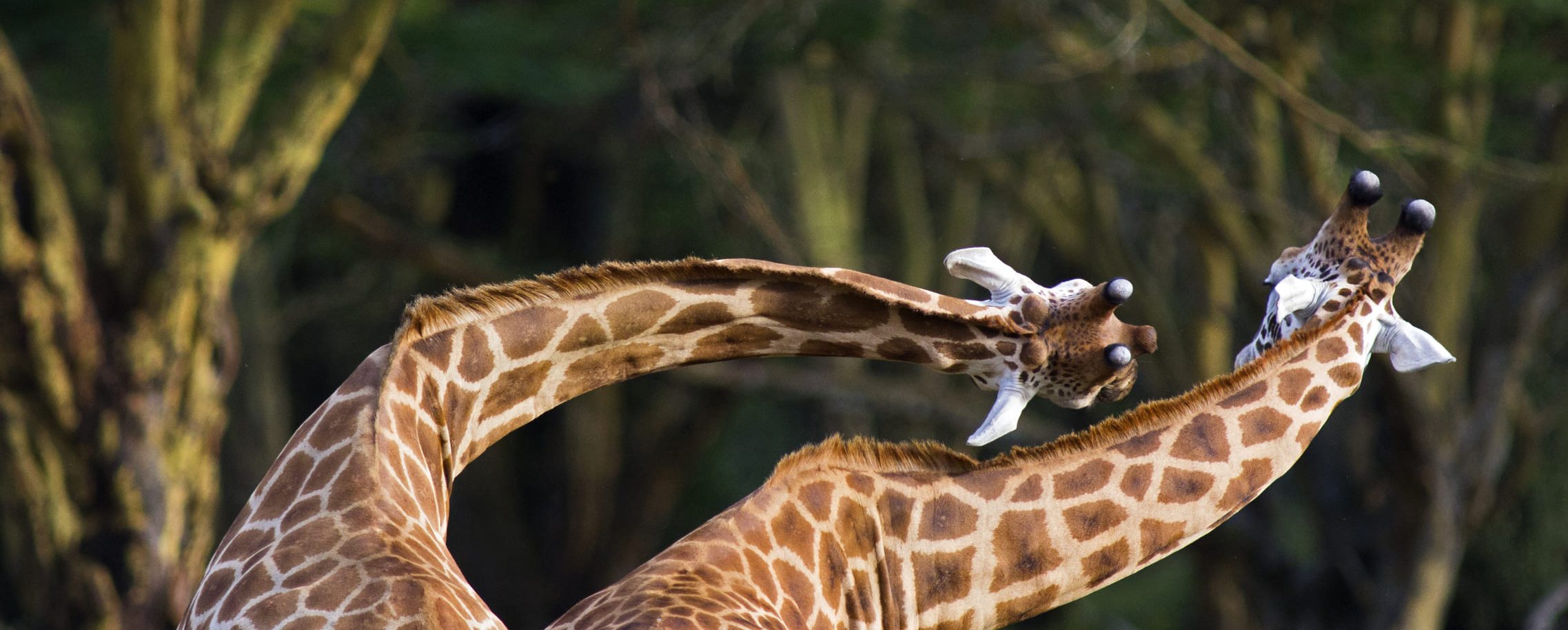 Kenya_bandeau_WLDavies (1)