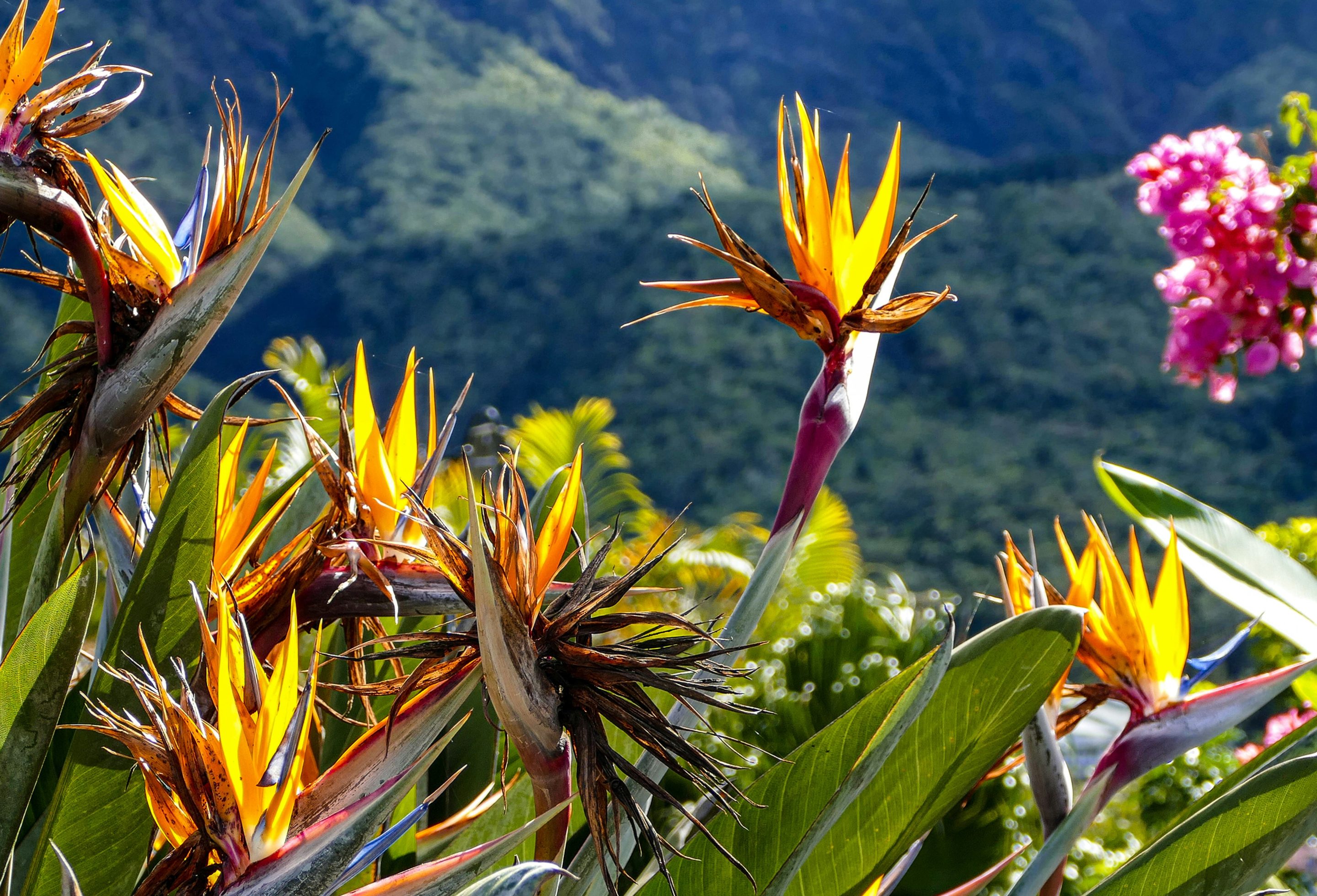 La-Réunion_cover_laurence-fusco (1)