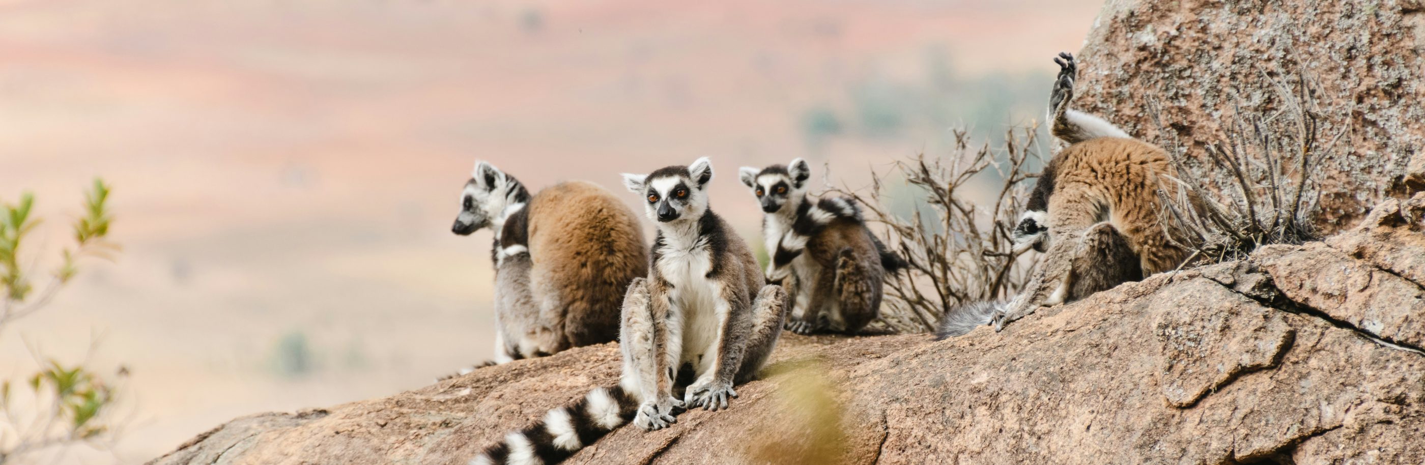 Madagascar_bandeau_guillermo-suarez