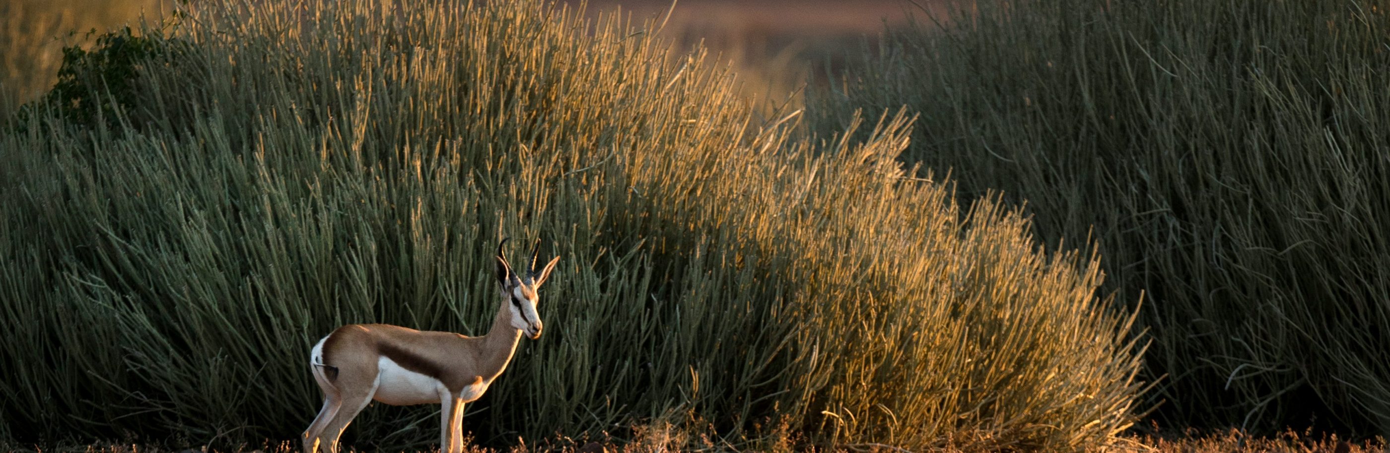 Namibie_bandeau_getty-images