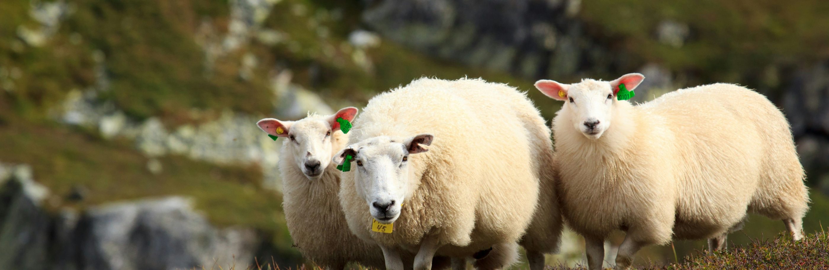 Norvège_bandeau_frantisek-duris (1)