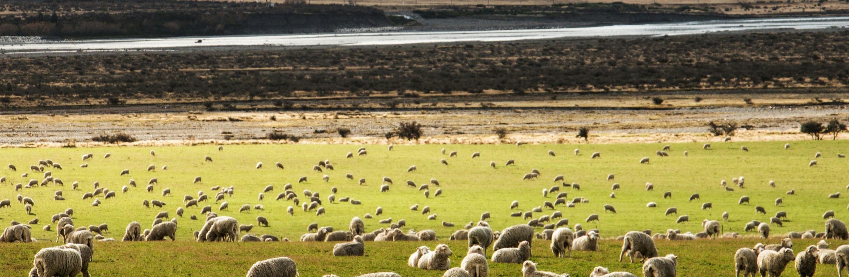 Nouvelle-Zélande_bandeau_martin-bisof (1)