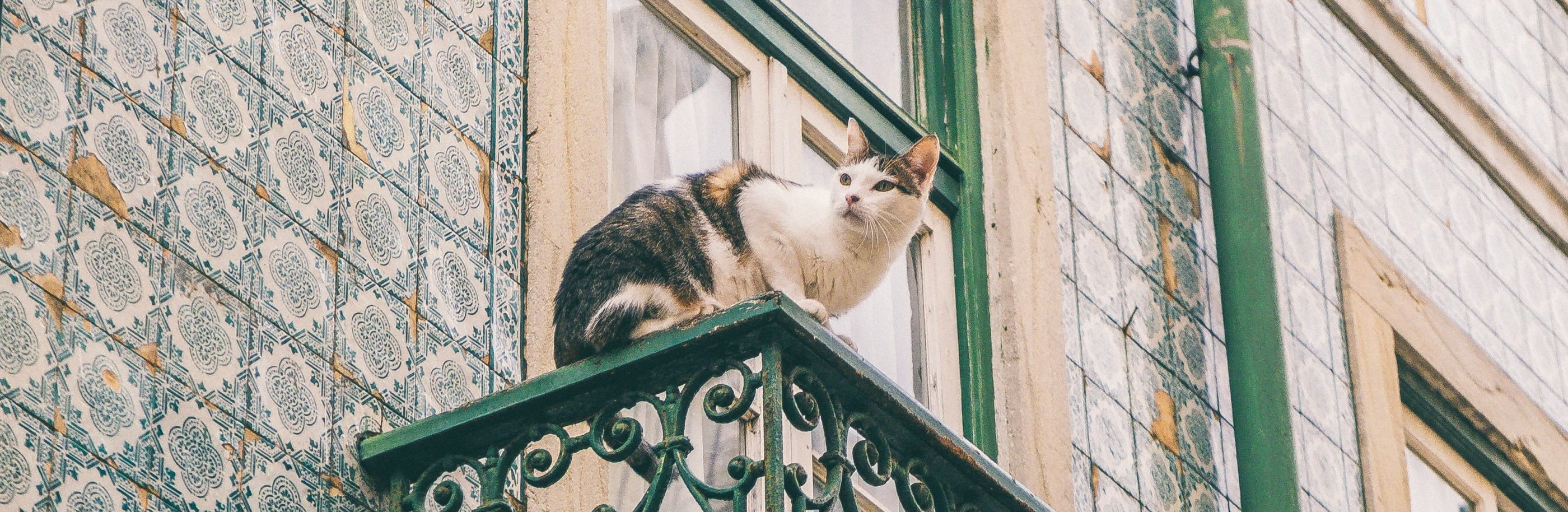 Portugal_bandeau_freguesia-de-estrela (1)