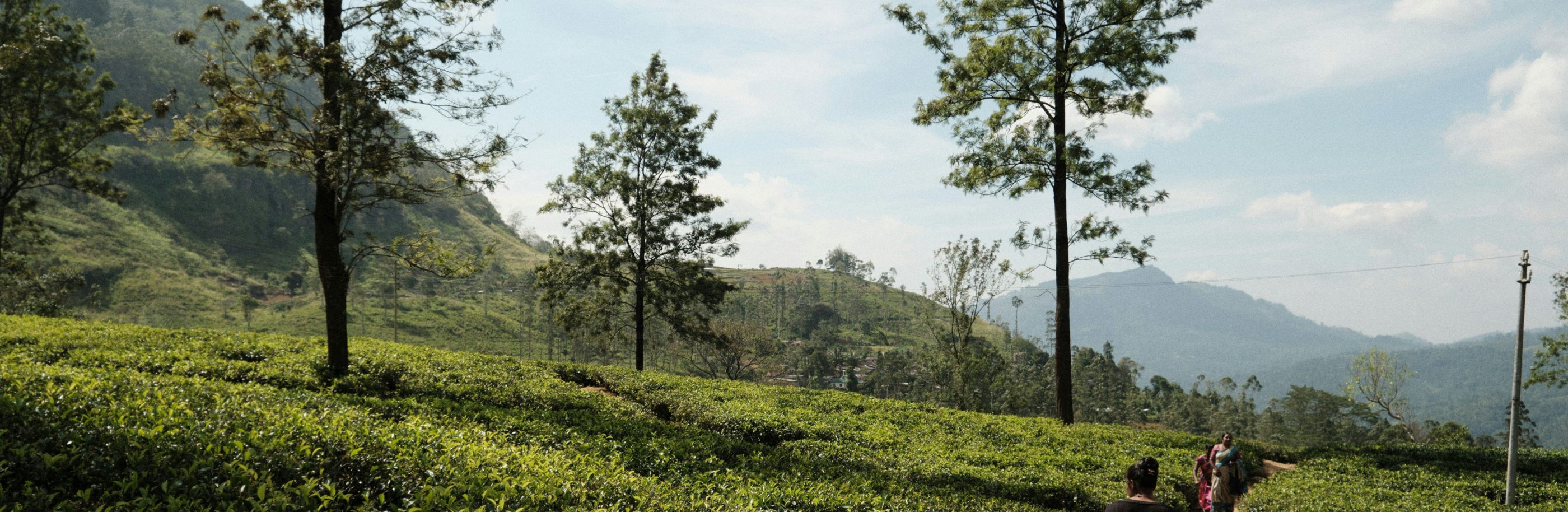 Sri-Lanka_bandeau_austin-curtis