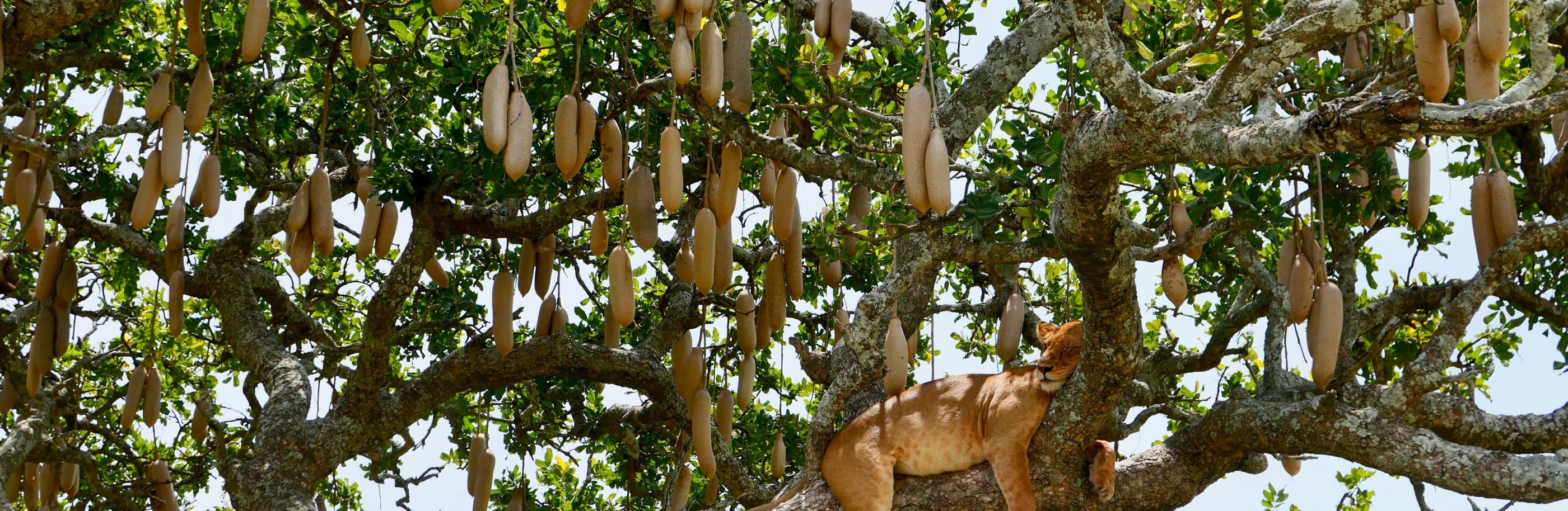 Tanzanie_bandeau_husha-bilimale (1)