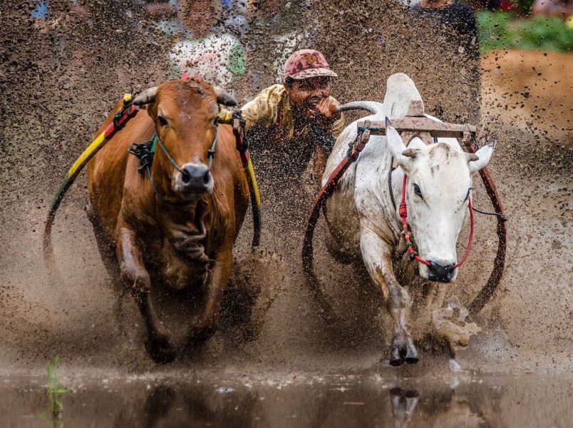 pacu jawi : sport insolite d'Indonésie