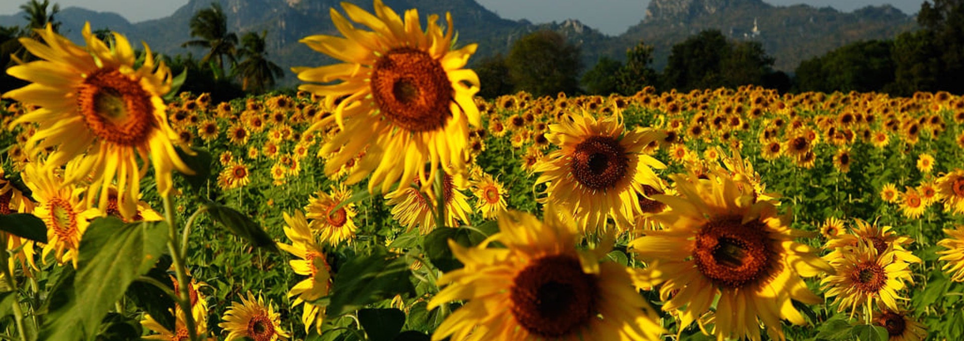 Tous les trésors du pays Lanna