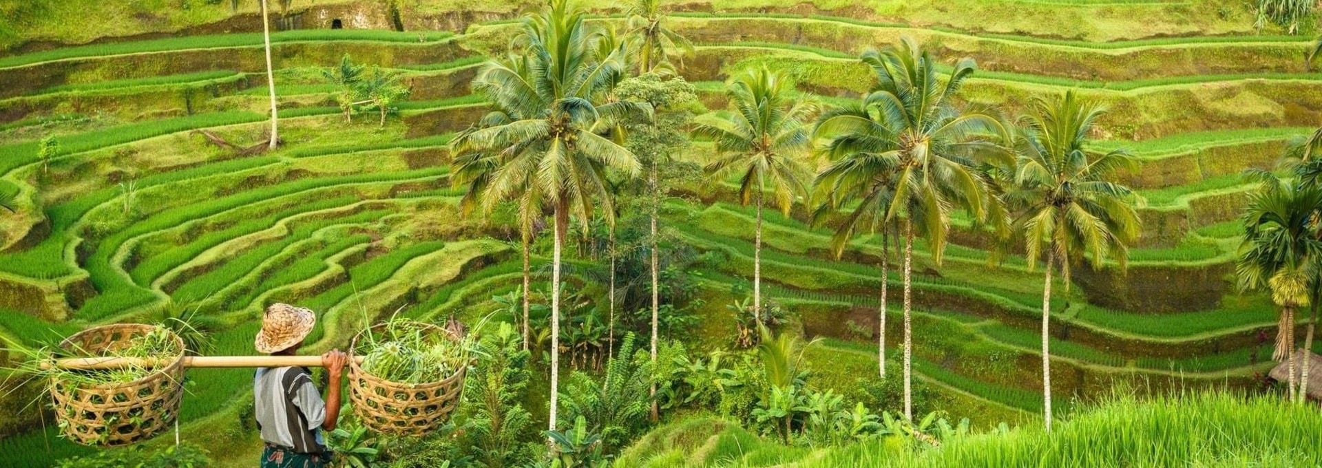 Rizières et trésors de Bali