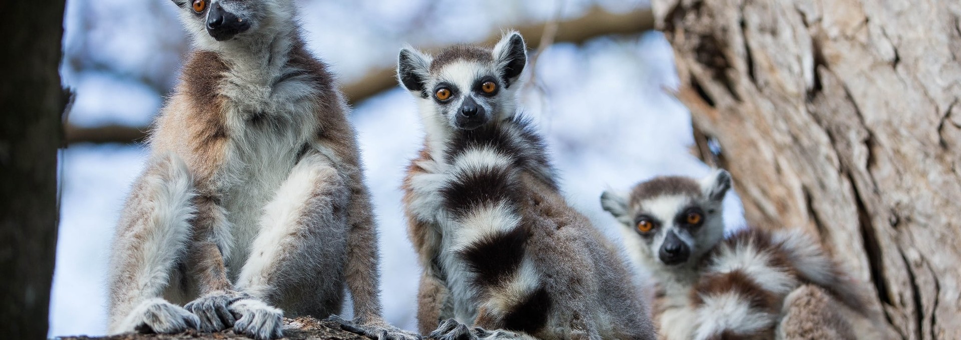 Circuit sur la piste des lémuriens