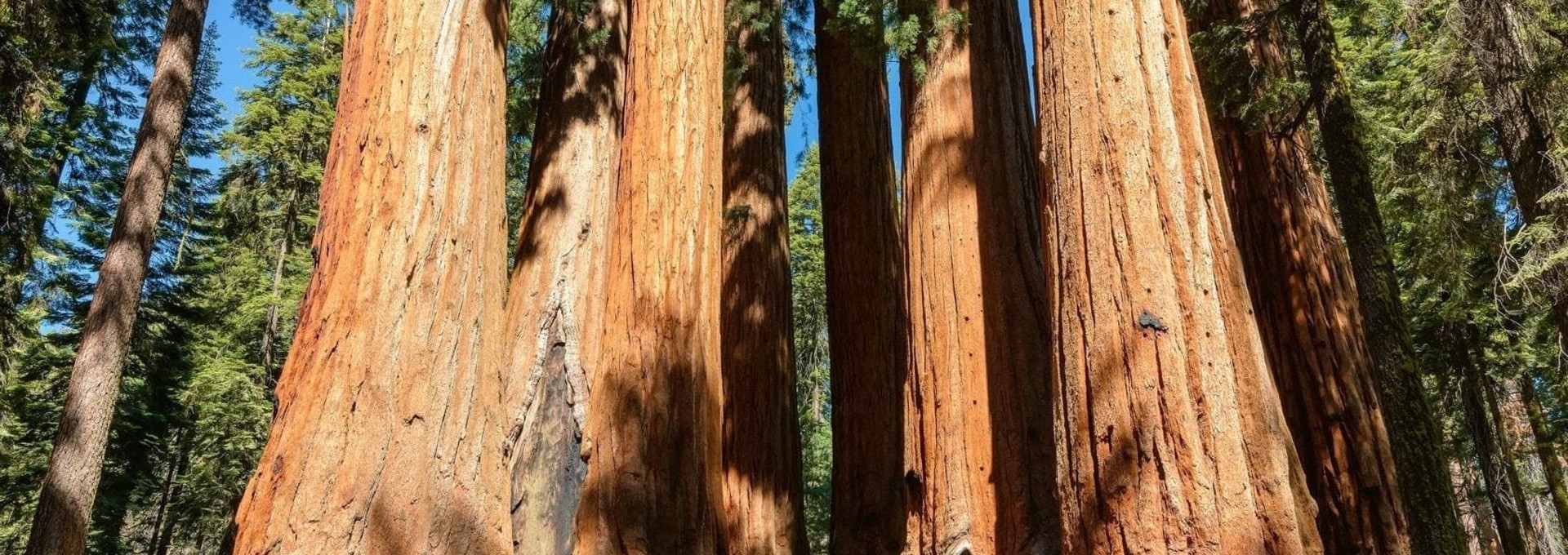 San Francisco, Yosemite et Parc de Sequoia en autotour