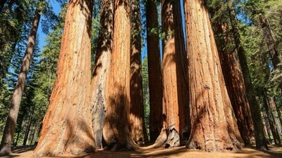 San Francisco, Yosemite et Parc de Sequoia en autotour