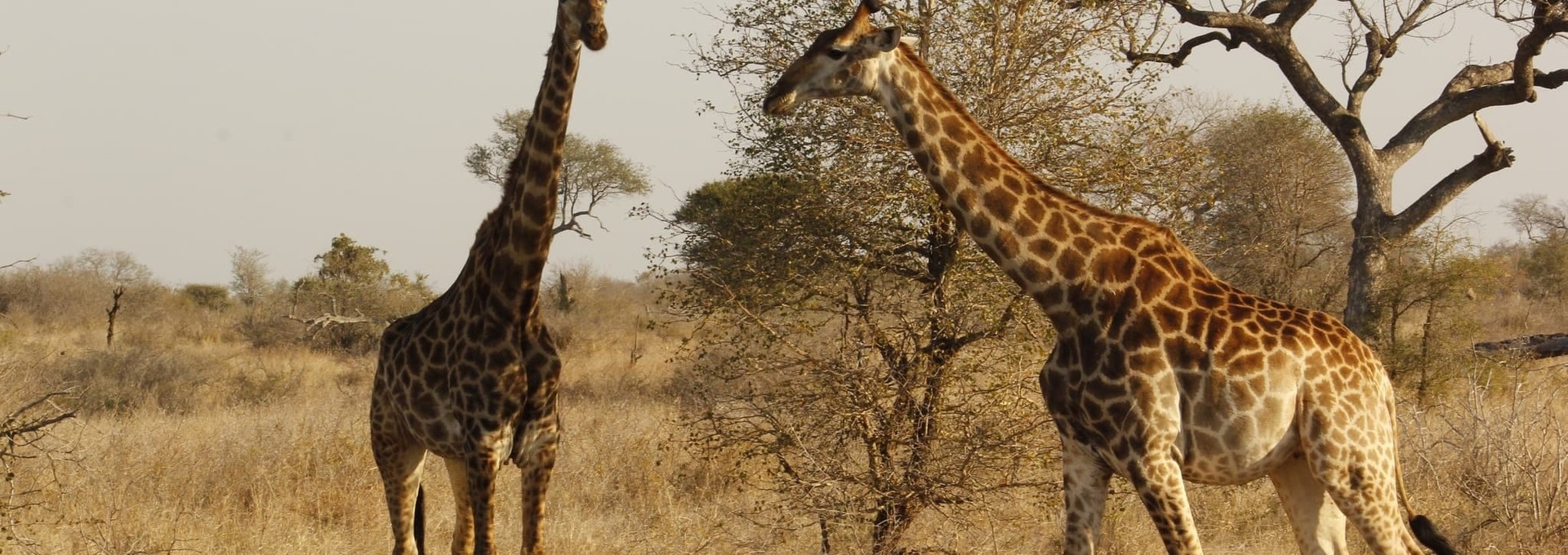 Visite de Johannesburg et safari au Kruger