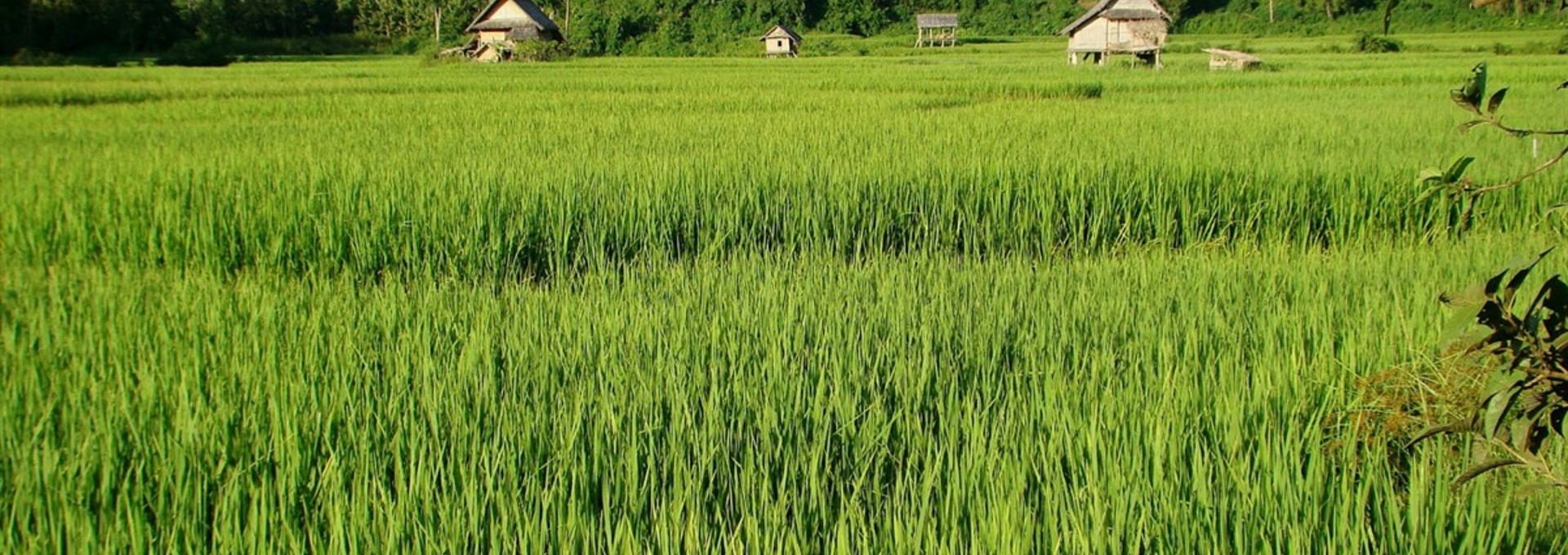 Flânerie au nord du Laos
