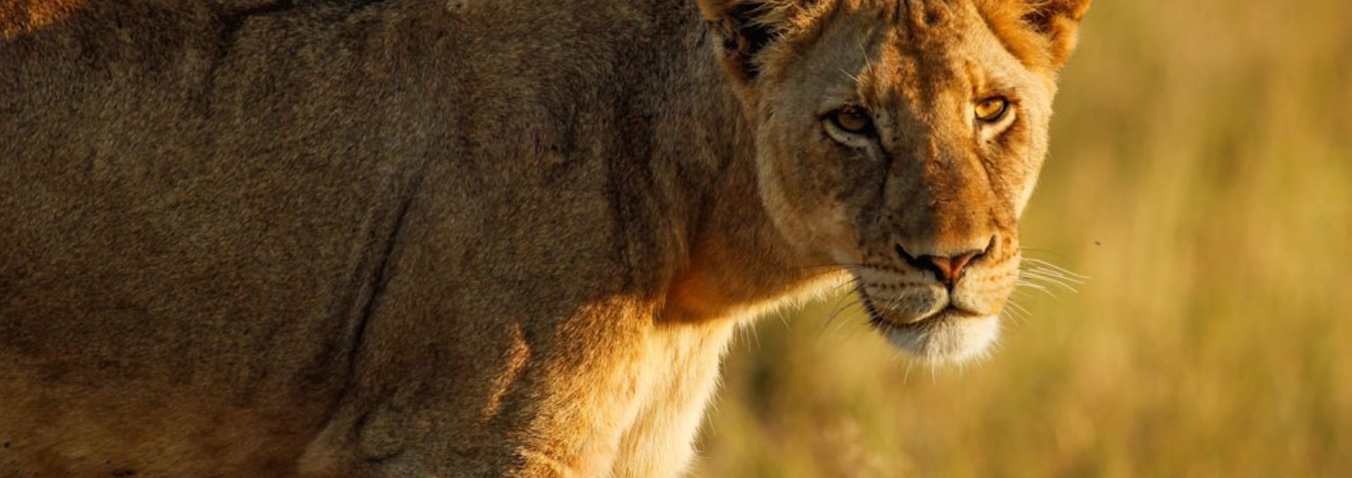 Safari au Kruger et découverte de Cape Town