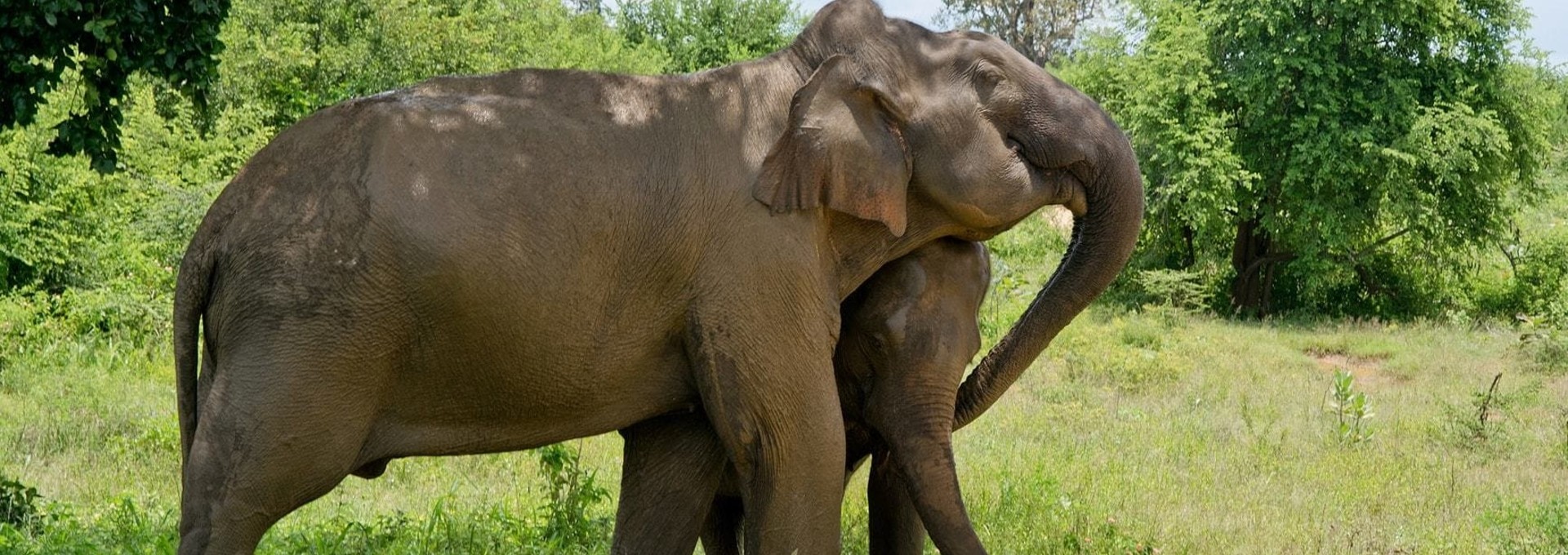 Tout simplement Ceylan