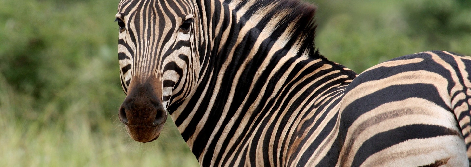 Journée de safari au Kruger !