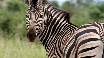 Journée de safari au Kruger !