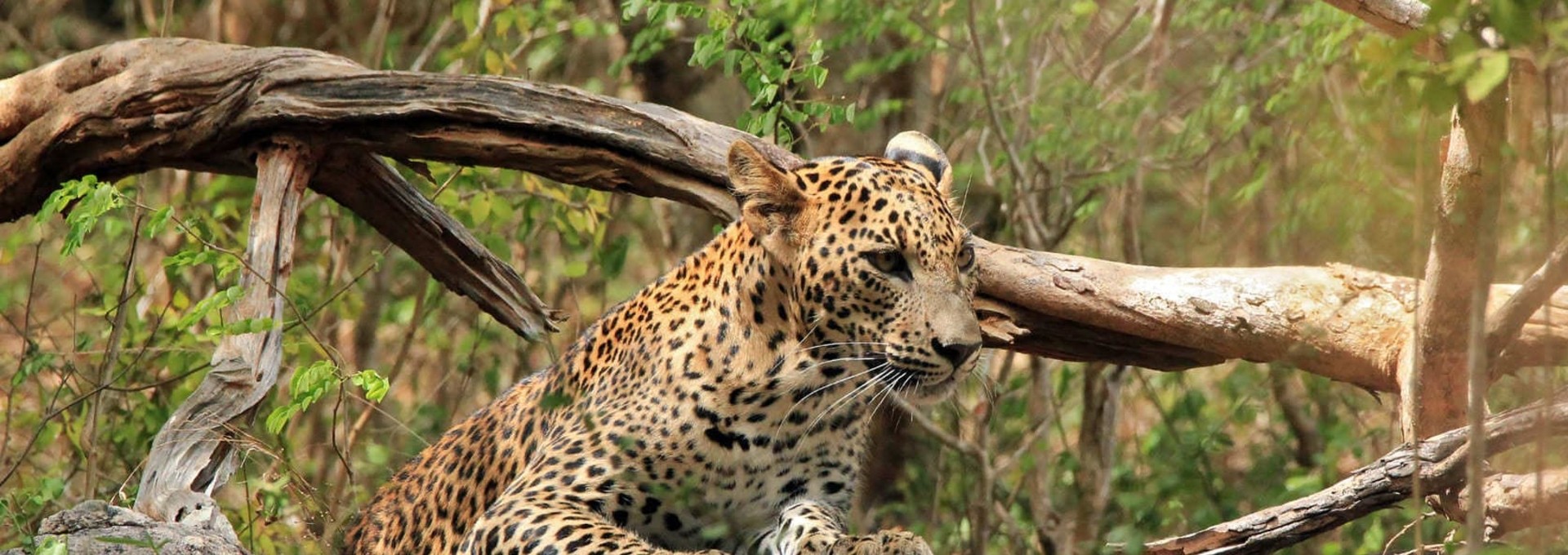 Le Sri Lanka entre safari et culture