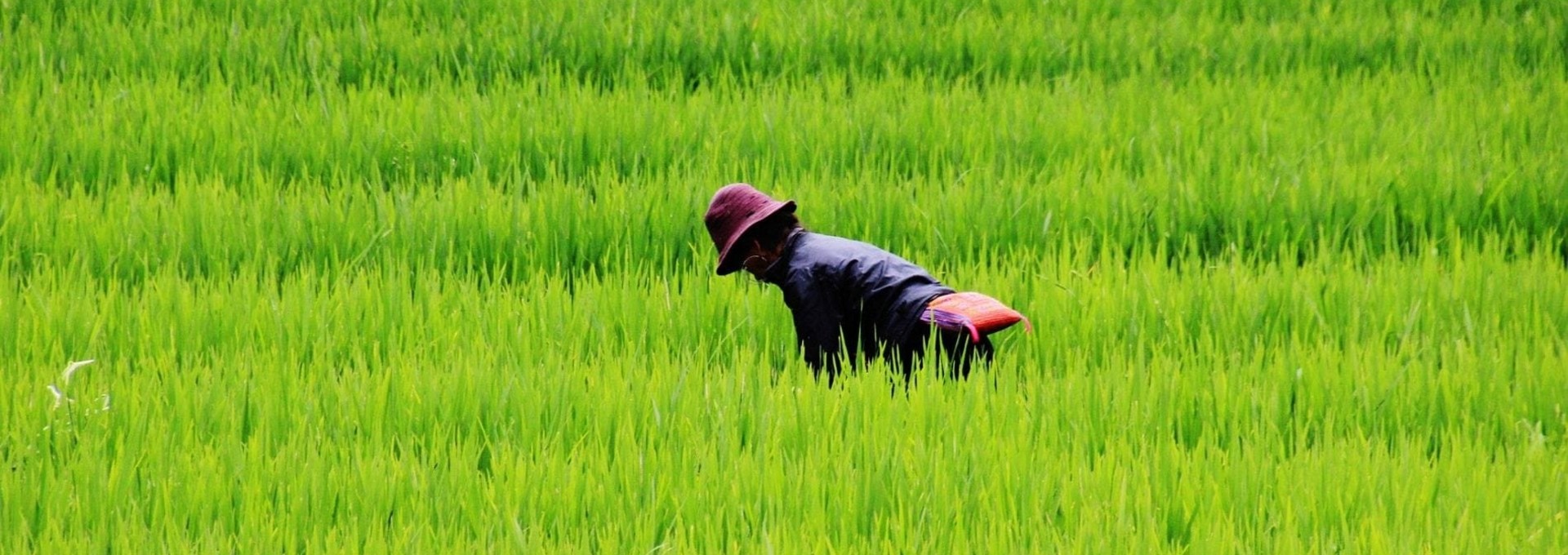 De Sapa au delta, Immersion vietnamienne