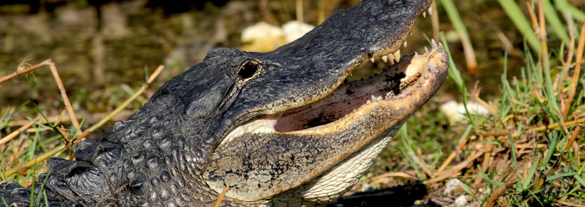 L’essentiel de la Floride en autotour