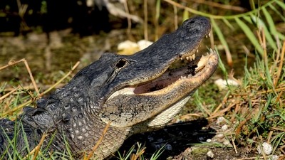 L’essentiel de la Floride en autotour