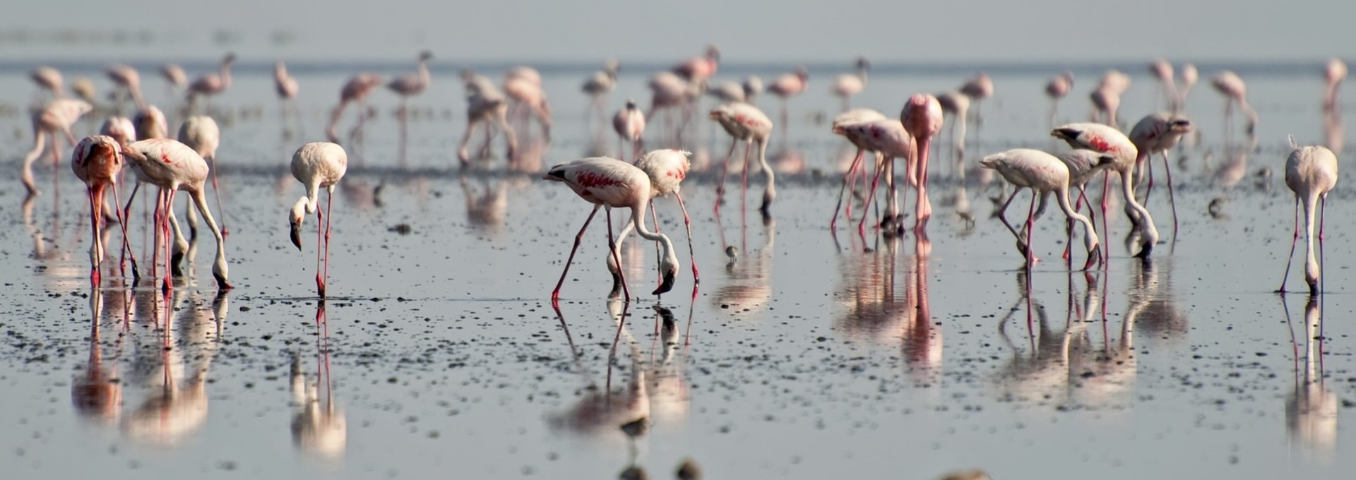 Circuit en Tanzanie entre savanes et lacs