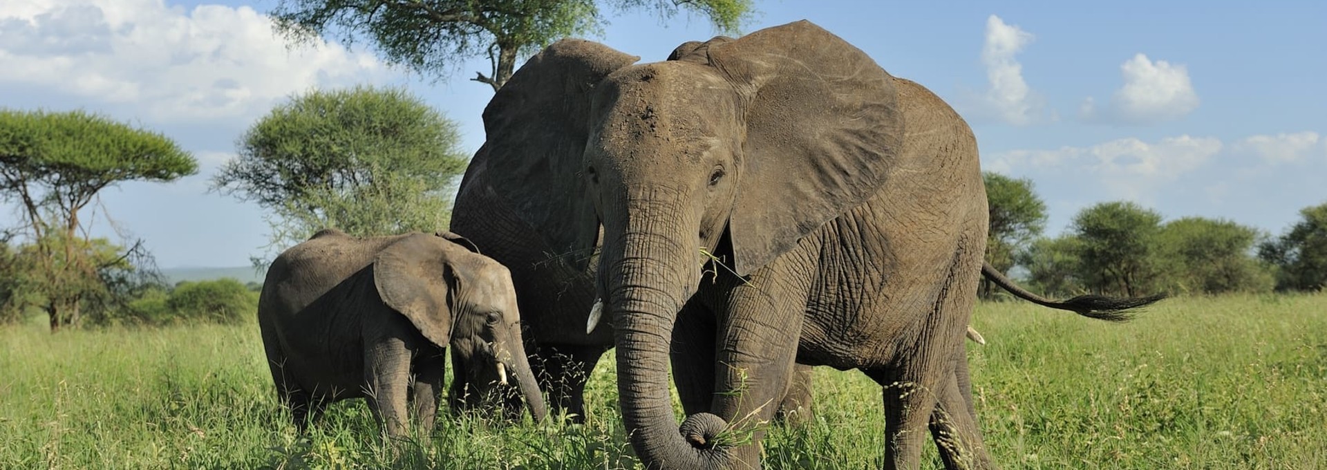 Safari au cœur des parcs de Tanzanie