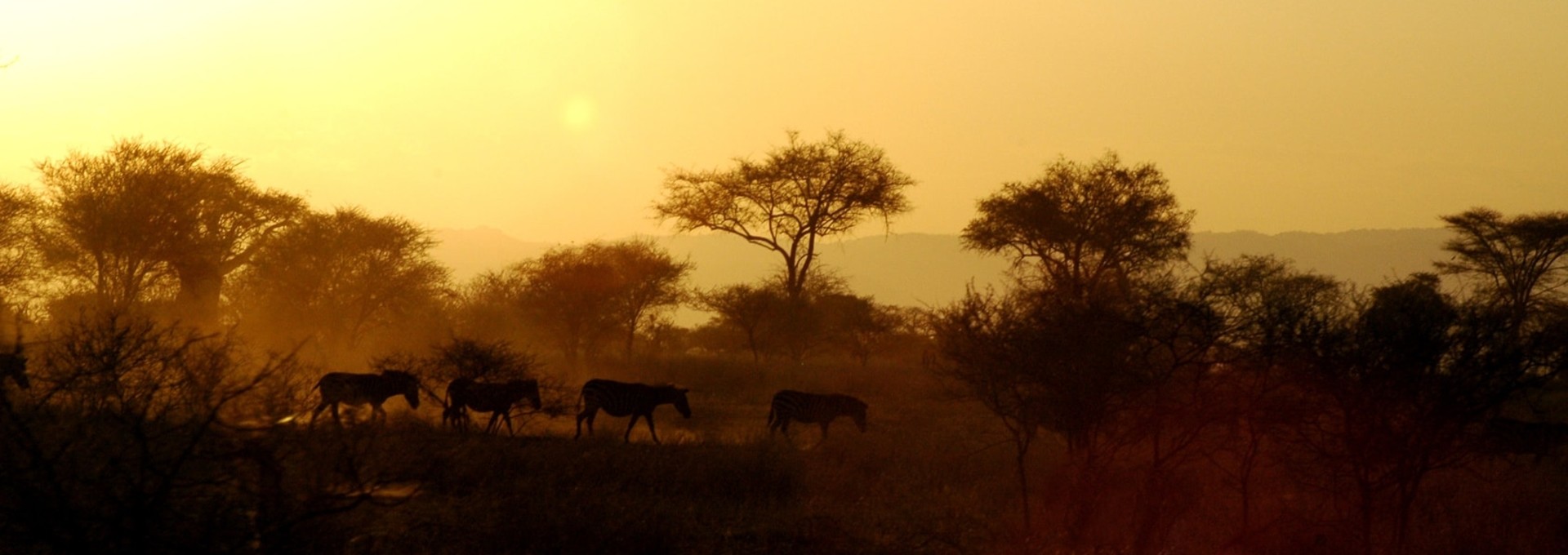 Safari nocturne au lac Manyara