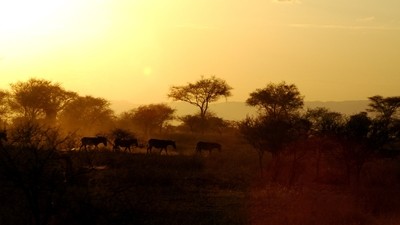Safari nocturne au lac Manyara
