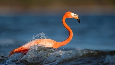 Autotour en Floride en famille