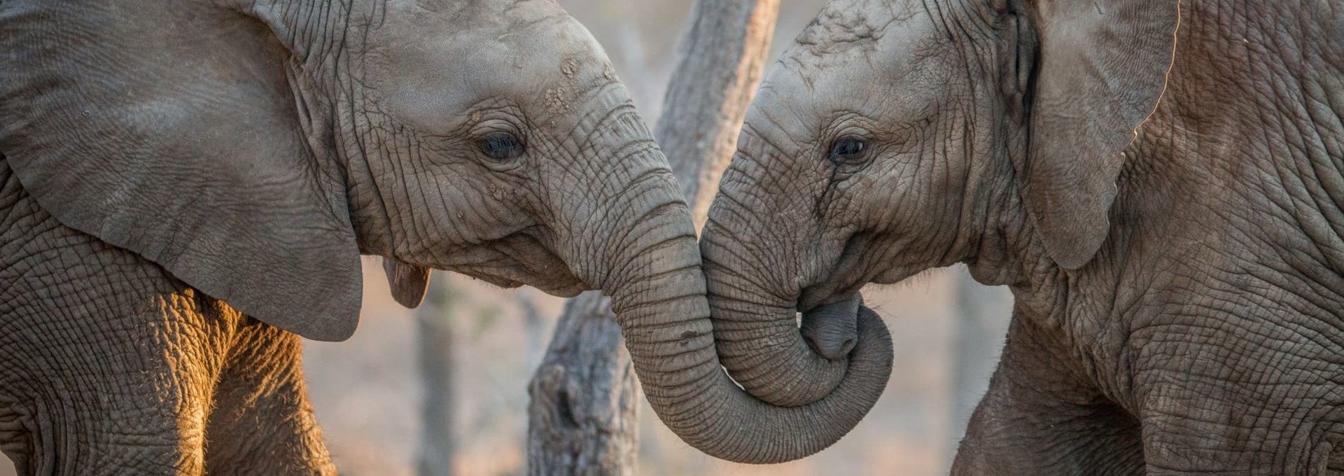 L’essentiel de l’Afrique du Sud