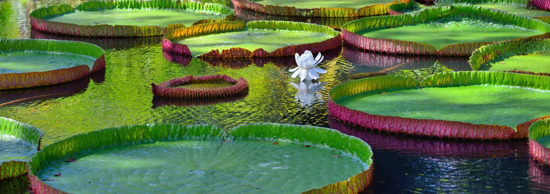 L’essentiel du Brésil en circuit