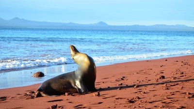 Combiné découverte Equateur – Galapagos