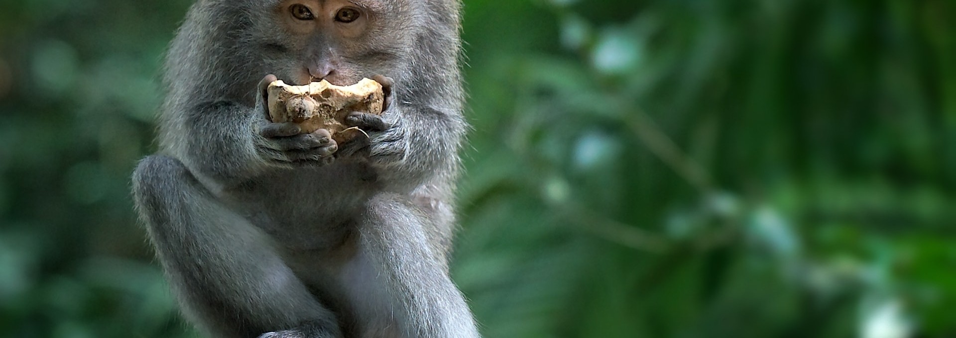 Art et nature à Ubud