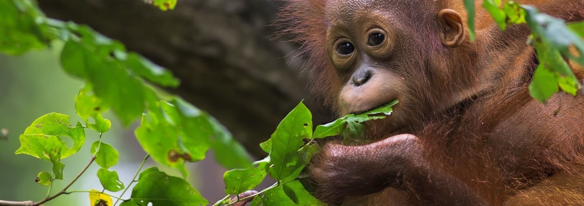 Aventure et culture à Sumatra