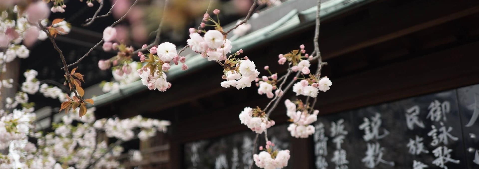 Premiers pas au Japon