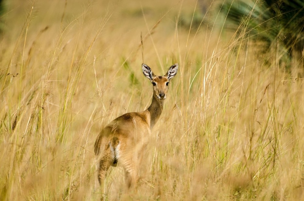 Checklist voyage faune locale